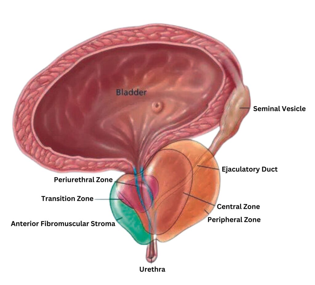 Simple Prostate Prostate Health: Understanding the Basics of the Prostate Gland - Get ...