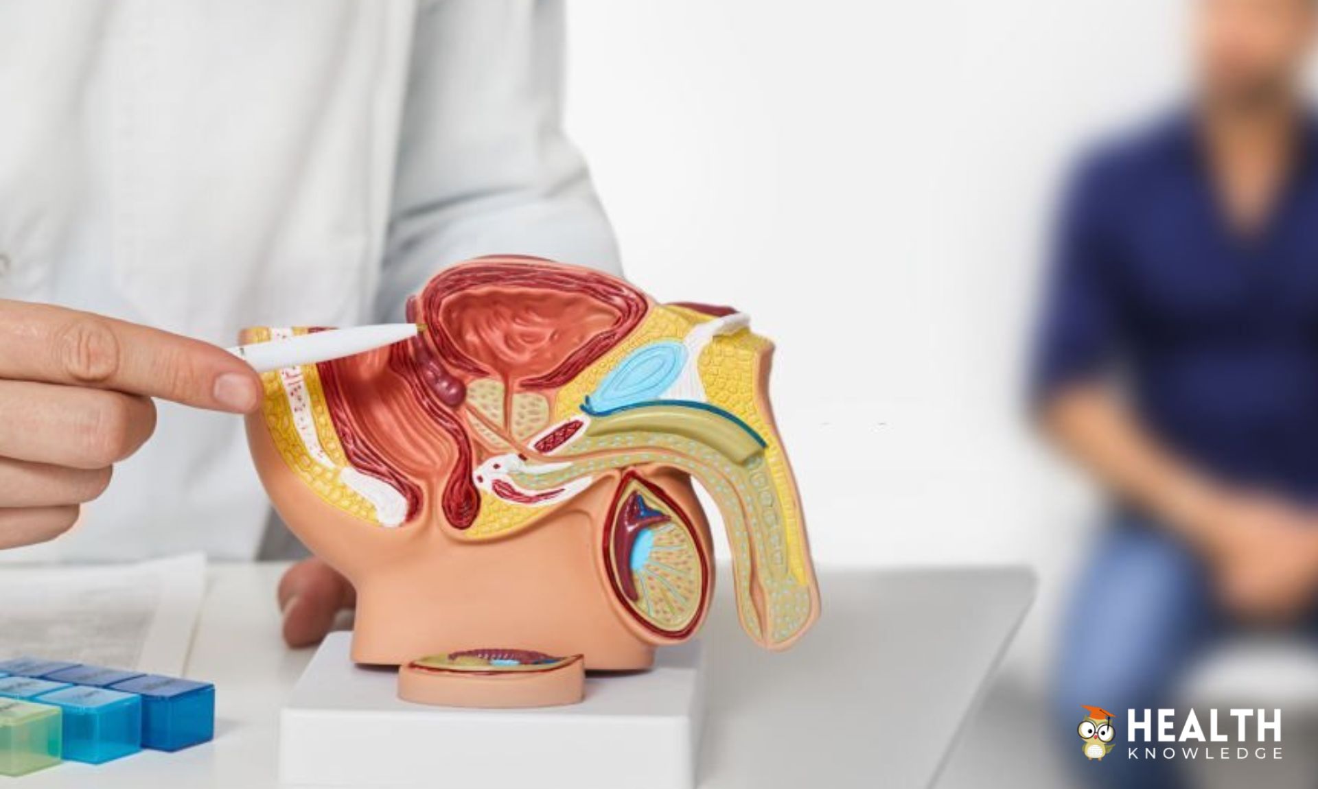 Prostate Gland