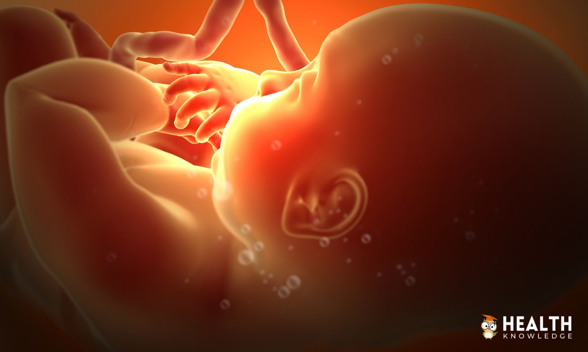 Pregnancy Understanding the Miracle of Life