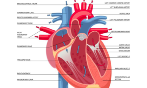Anatomy of the Heart