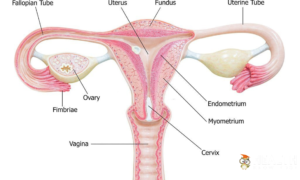 the female reproductive system 