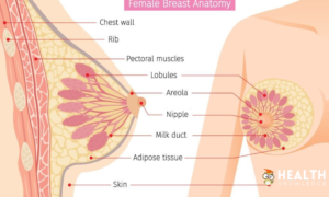 Anatomy of the breast
